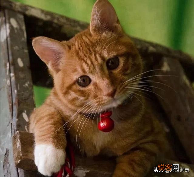 哪些猫咪在国内养得人比较多？为什么？