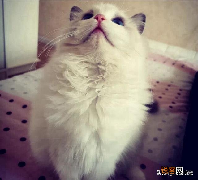 哪些猫咪在国内养得人比较多？为什么？