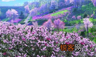 杏林指的是什么 杏林是什么意思
