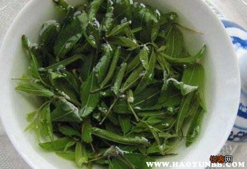 枣树叶泡水喝的功效与作用