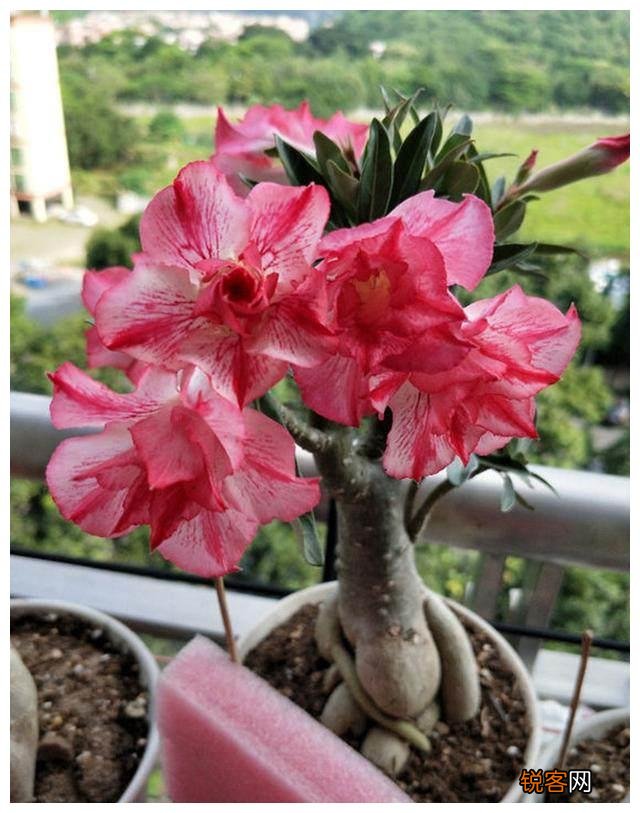 “懒人”就养这10种花 一个月不浇水也死不了
