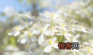 非桂非兰是什么意思 非桂非兰什么意思