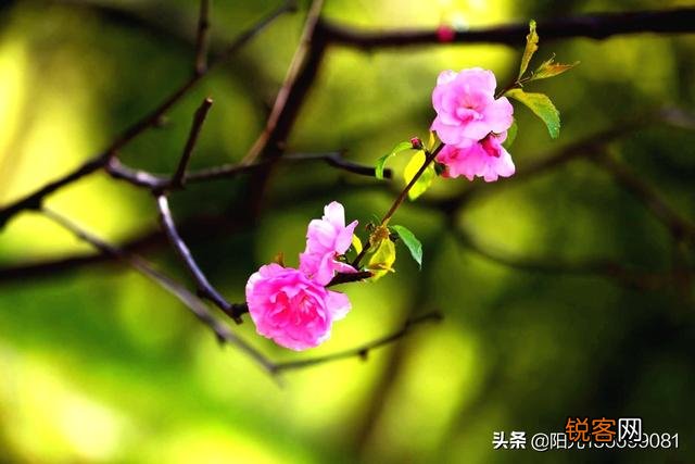 拍摄花朵,应该怎么搭配色彩？
