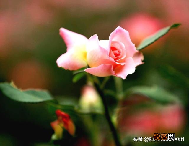 拍摄花朵,应该怎么搭配色彩？