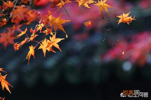 摄影时,怎么搭配色彩,可以让画面更“鲜活”？