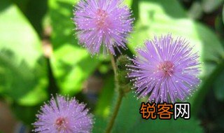 含羞草作文 含羞草作文范文