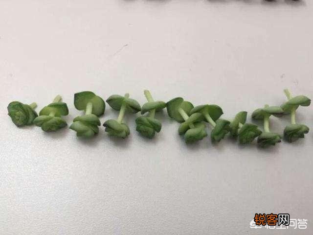 扦插的多肉怎么养护？