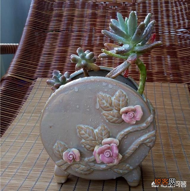 扦插的多肉怎么养护？