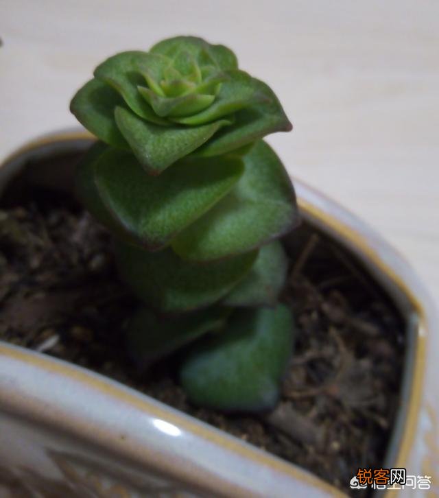 扦插的多肉怎么养护？