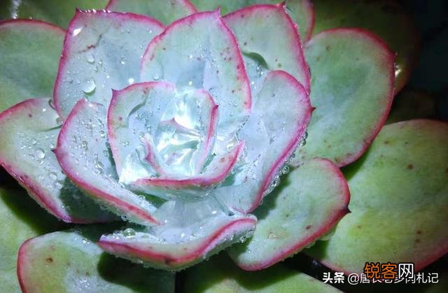 多肉能淋雨吗？怎么养护？