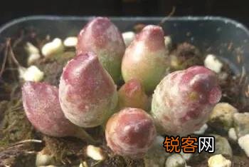 多肉能淋雨吗？怎么养护？