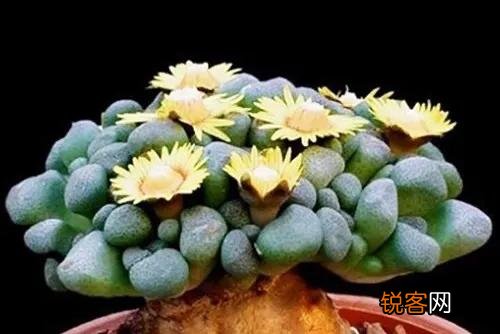 多肉能淋雨吗？怎么养护？