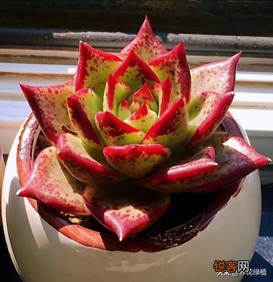 多肉能淋雨吗？怎么养护？