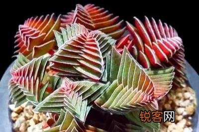多肉能淋雨吗？怎么养护？