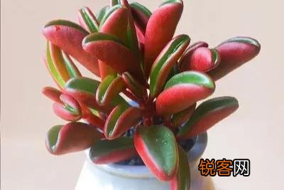 多肉能淋雨吗？怎么养护？