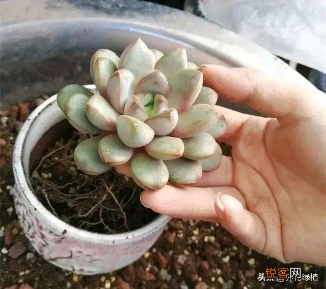 多肉能淋雨吗？怎么养护？