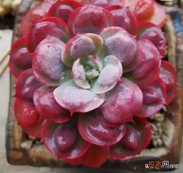多肉能淋雨吗？怎么养护？