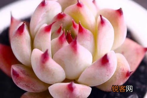 多肉能淋雨吗？怎么养护？
