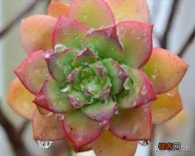 多肉能淋雨吗？怎么养护？