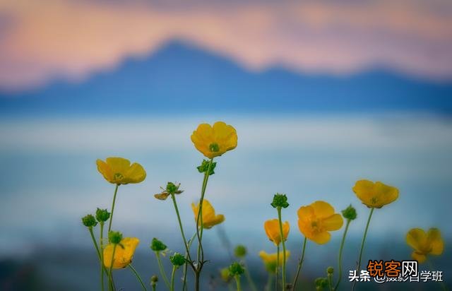 在家中摄影,咋能拍好花朵的照片?
