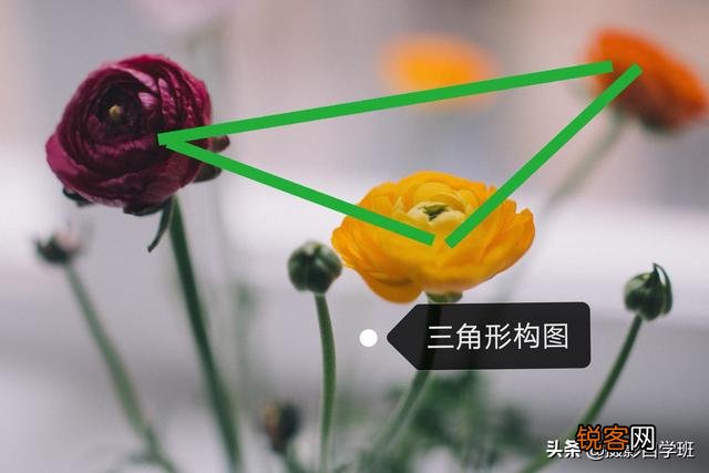在家中摄影,咋能拍好花朵的照片?