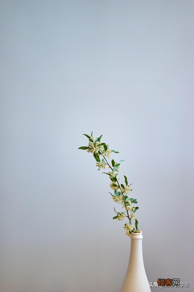 在家中摄影,咋能拍好花朵的照片?
