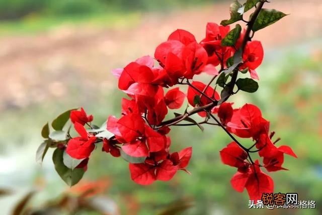 三角梅突然落花落叶,啥原因？怎么救？