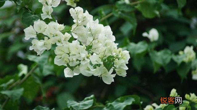 三角梅突然落花落叶,啥原因？怎么救？