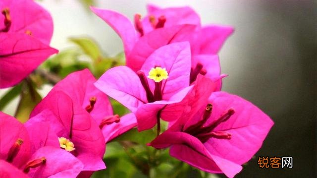 三角梅突然落花落叶,啥原因？怎么救？