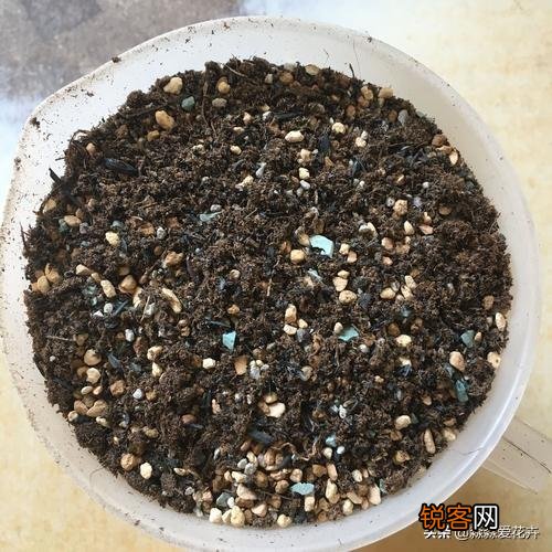 嫁接的蟹爪兰已十年了,现在钻木干老半死不活的,还能救吗？