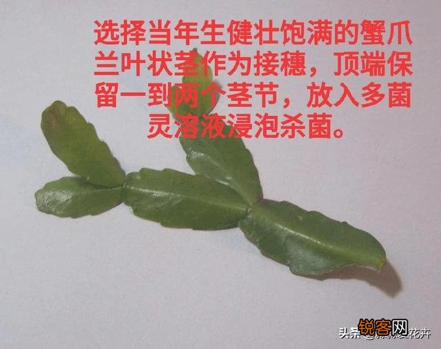 嫁接的蟹爪兰已十年了,现在钻木干老半死不活的,还能救吗？