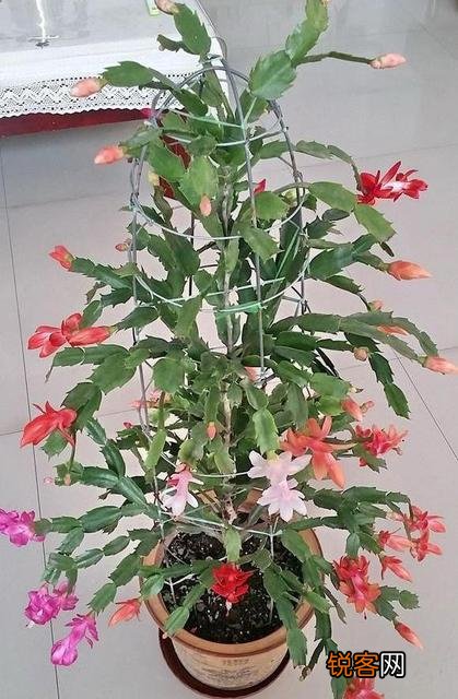 嫁接的蟹爪兰已十年了,现在钻木干老半死不活的,还能救吗？