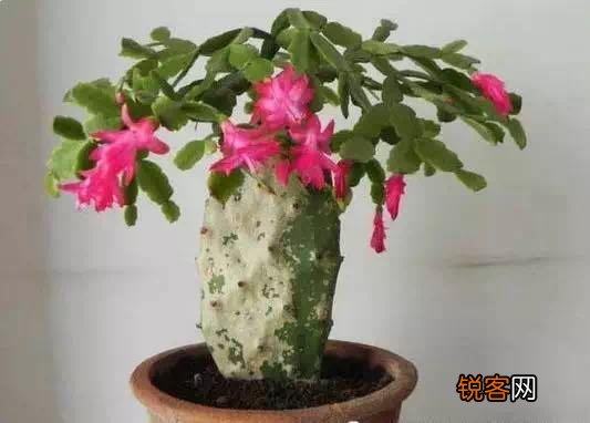 嫁接的蟹爪兰已十年了,现在钻木干老半死不活的,还能救吗？