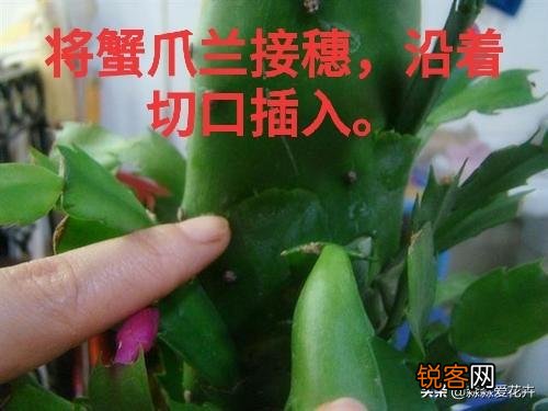 嫁接的蟹爪兰已十年了,现在钻木干老半死不活的,还能救吗？