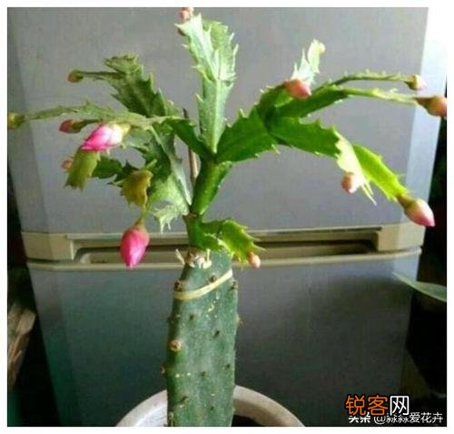 嫁接的蟹爪兰已十年了,现在钻木干老半死不活的,还能救吗？