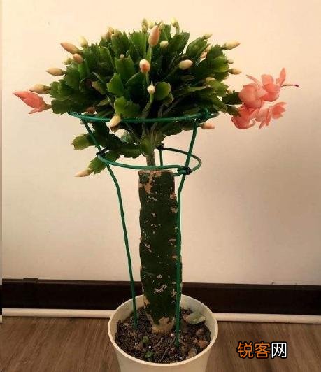 嫁接的蟹爪兰已十年了,现在钻木干老半死不活的,还能救吗？