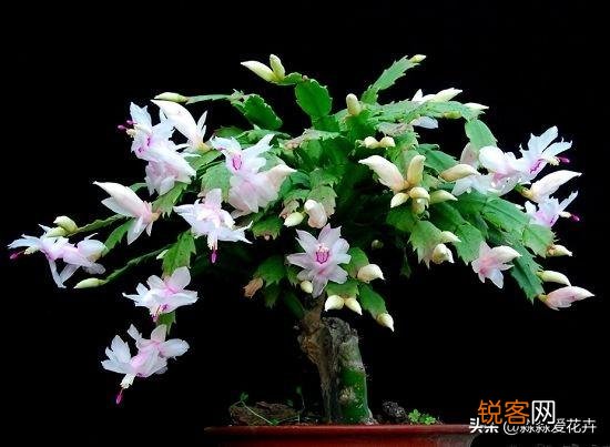 嫁接的蟹爪兰已十年了,现在钻木干老半死不活的,还能救吗？