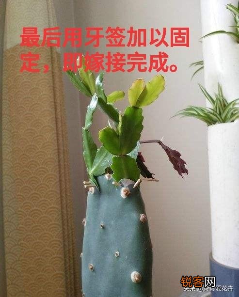 嫁接的蟹爪兰已十年了,现在钻木干老半死不活的,还能救吗？