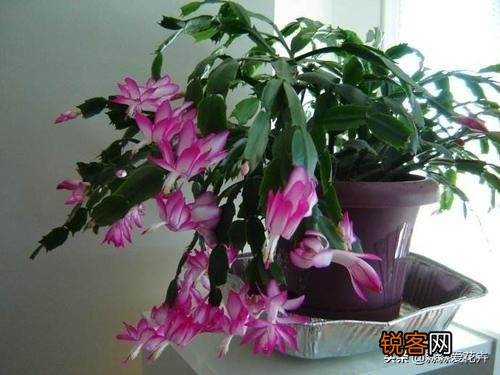 嫁接的蟹爪兰已十年了,现在钻木干老半死不活的,还能救吗？