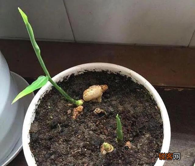 在超市里买的生姜发芽了,可以栽在花盆里吗？怎样栽？