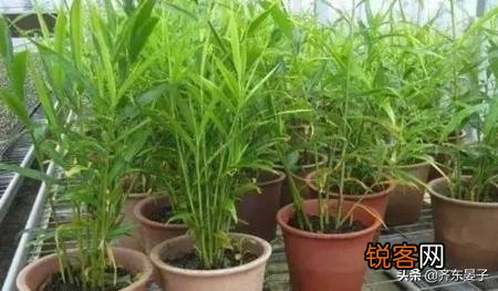 在超市里买的生姜发芽了,可以栽在花盆里吗？怎样栽？