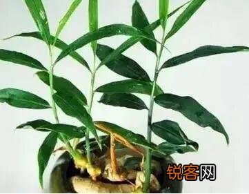 在超市里买的生姜发芽了,可以栽在花盆里吗？怎样栽？