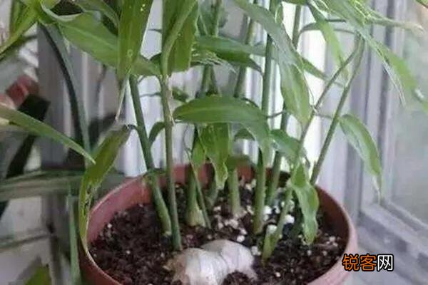 在超市里买的生姜发芽了,可以栽在花盆里吗？怎样栽？