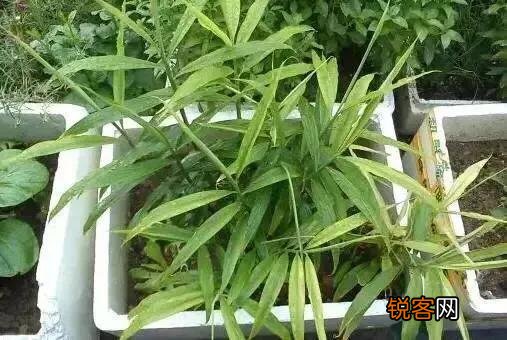 在超市里买的生姜发芽了,可以栽在花盆里吗？怎样栽？