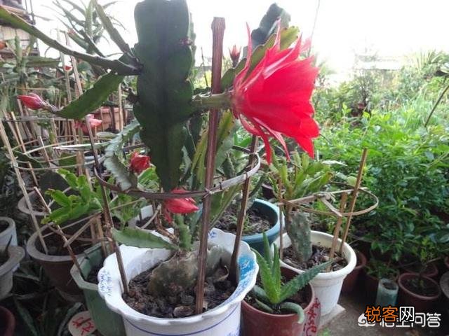 盆栽的令箭荷花叶片太长,老是倒伏,应该怎么处理？