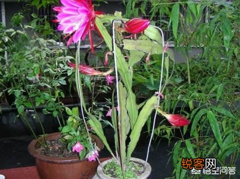 盆栽的令箭荷花叶片太长,老是倒伏,应该怎么处理？