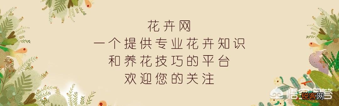 君子兰该如何选择花盆？