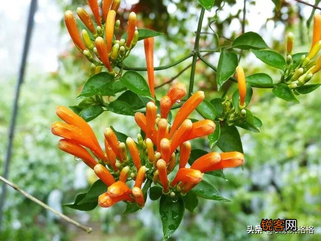 炮仗花怎么样繁殖,怎么养护?