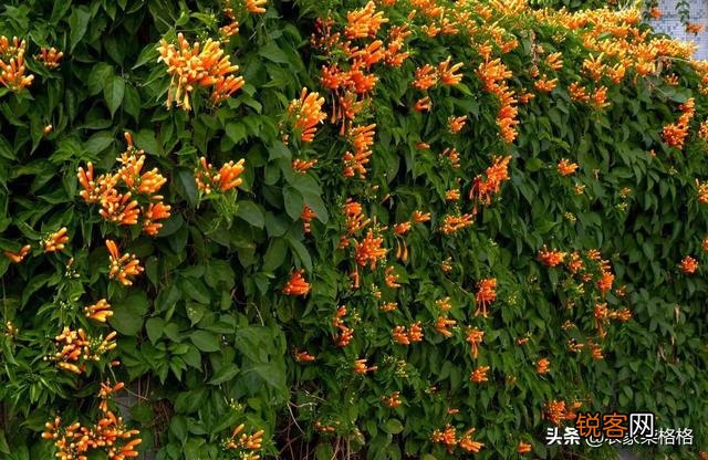 炮仗花怎么样繁殖,怎么养护?