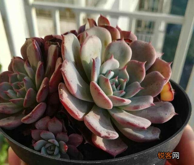 多肉怎么养才能爆盆？需要注意什么？